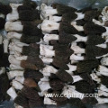 Cultivated Morel mushroom/dried morel/black morchella conica